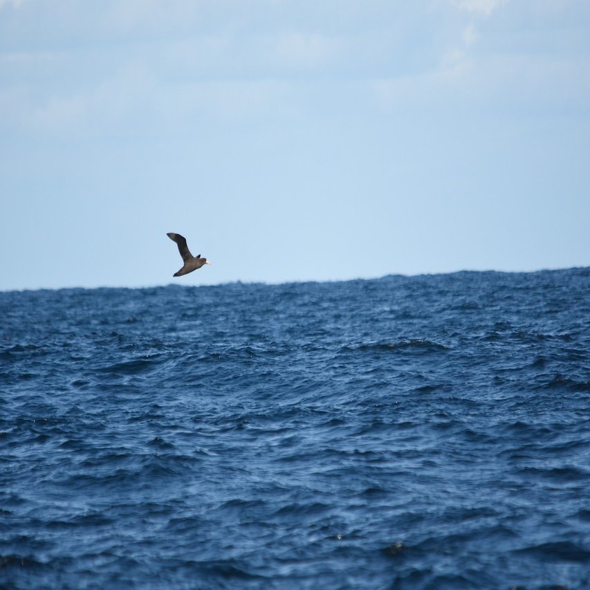 海外で海鳥を見るようになったきっかけ のいまん Note