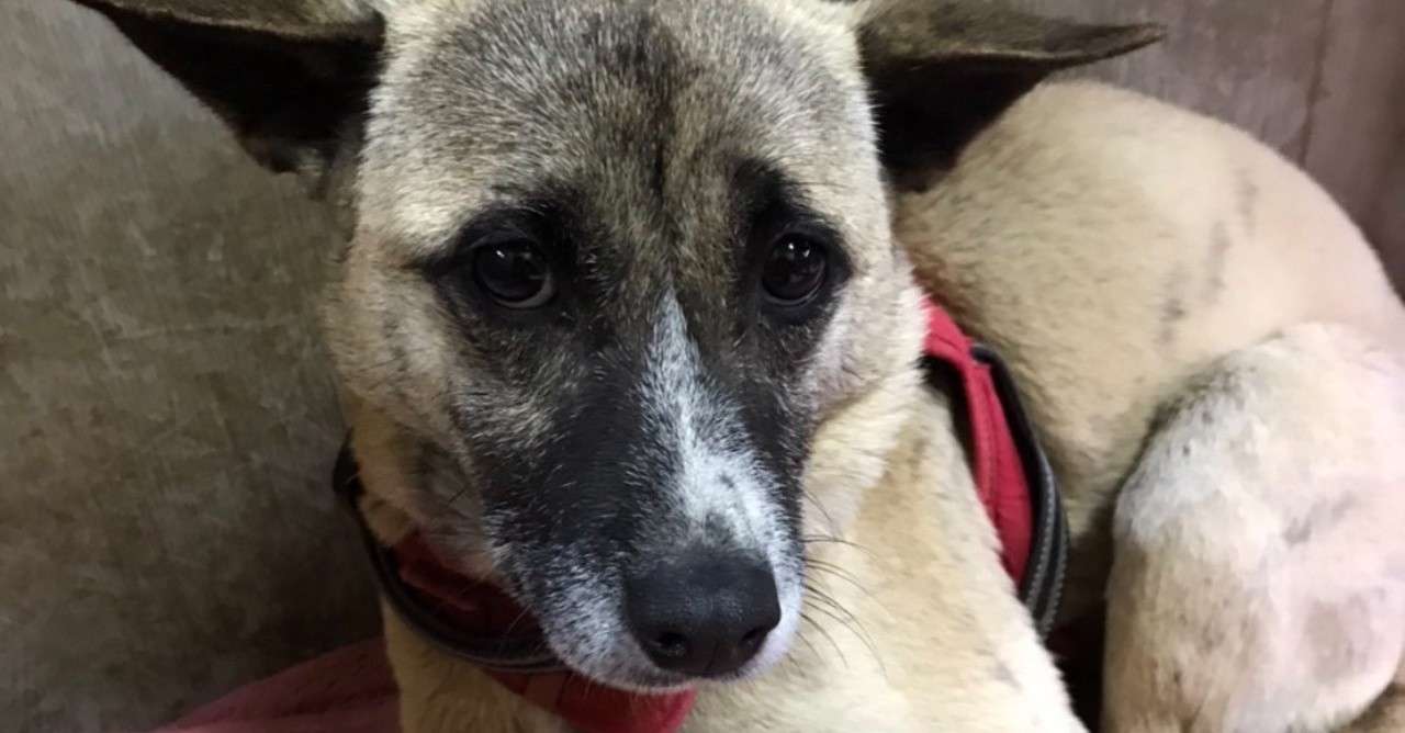 犬が飼い主の事が本当に好きかどうか確かめる方法 シスト 犬の心理学研究員 Note