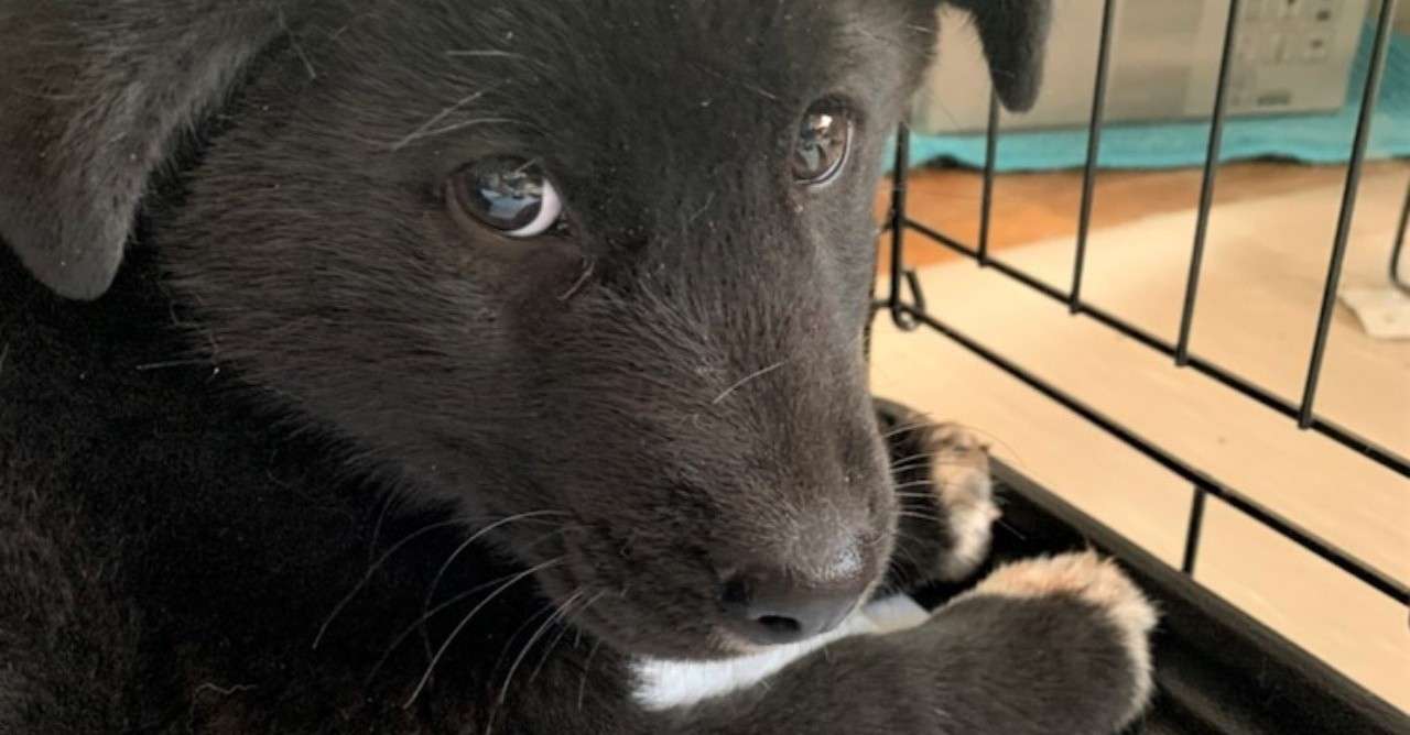 犬の心理状態について これさえ読めば犬の心理が丸わかり シスト 犬の心理学研究員 Note