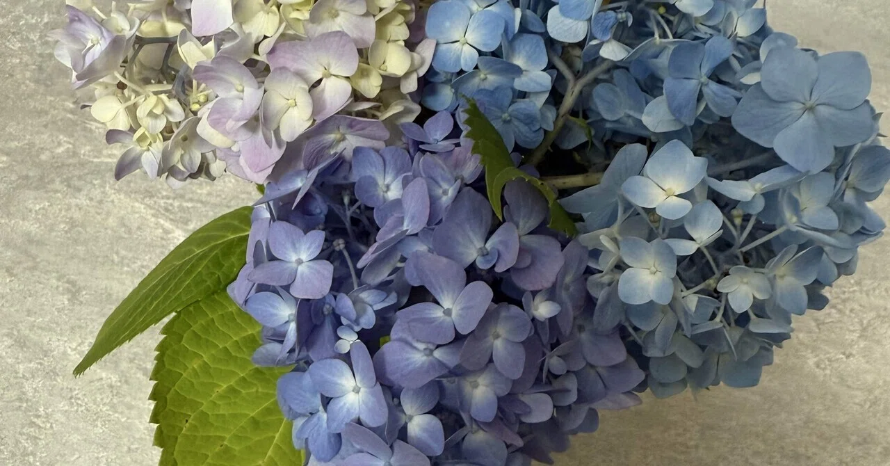 紫陽花さま専用 【公式通販】