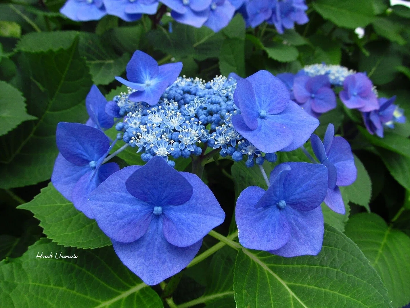 西洋アジサイ 'ブルースカイ' Hydrangea macrophylla …｜ume_hiro
