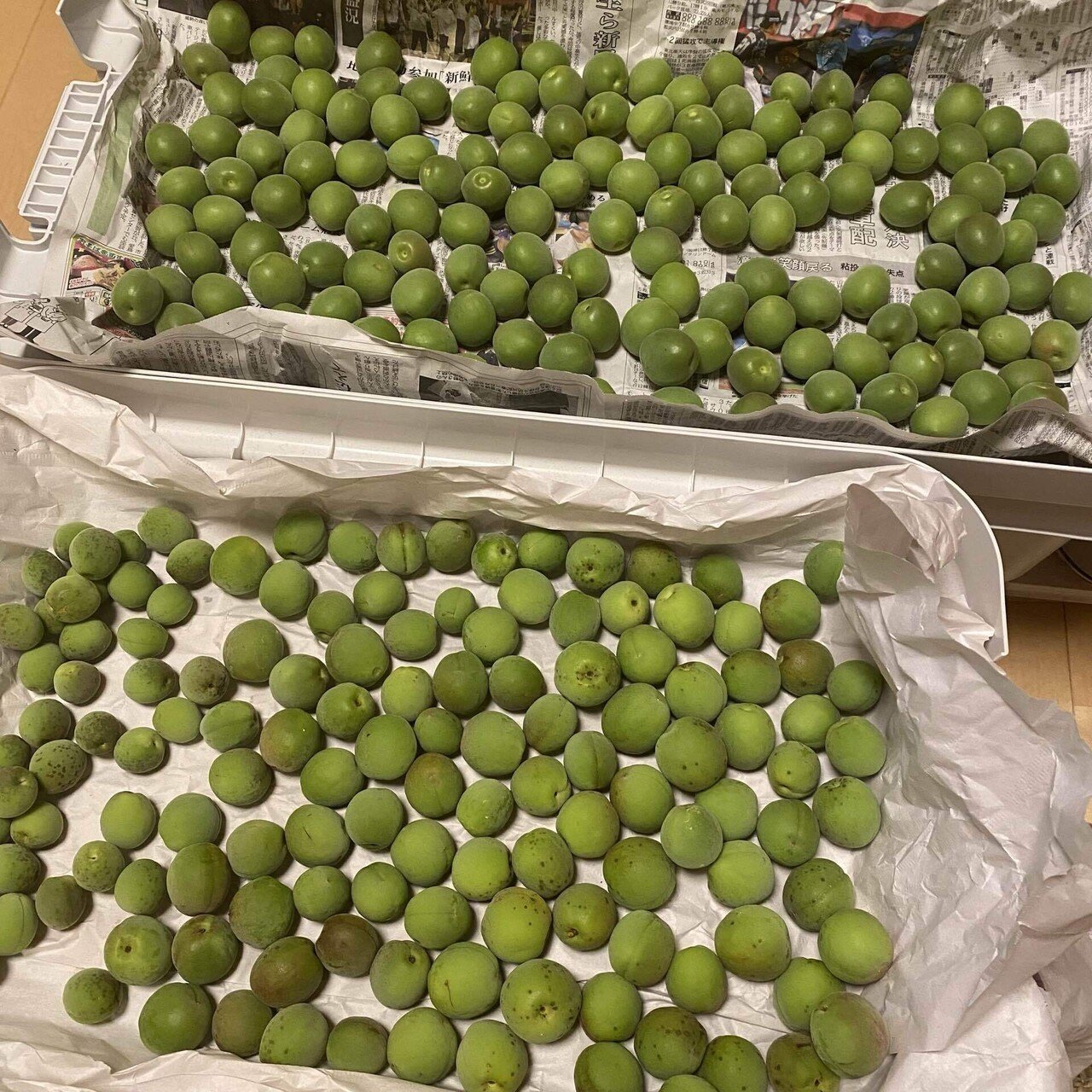 Amazon | 梅 紀州 南高梅 和歌山県産 秀品 Lサイズ 約5kg 梅酒用