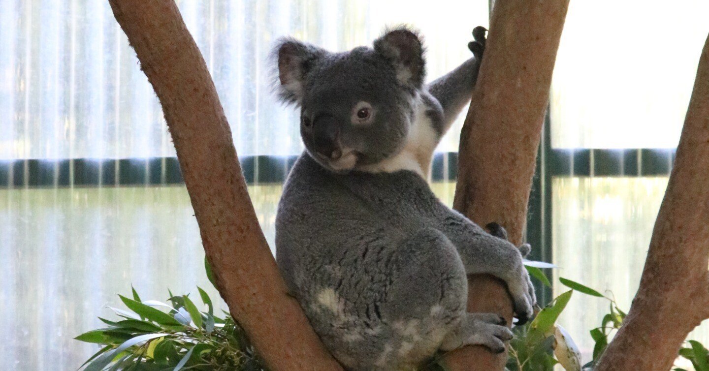 ウォンバット訪問記~シドニー編~（コアラパークサンクチュアリ