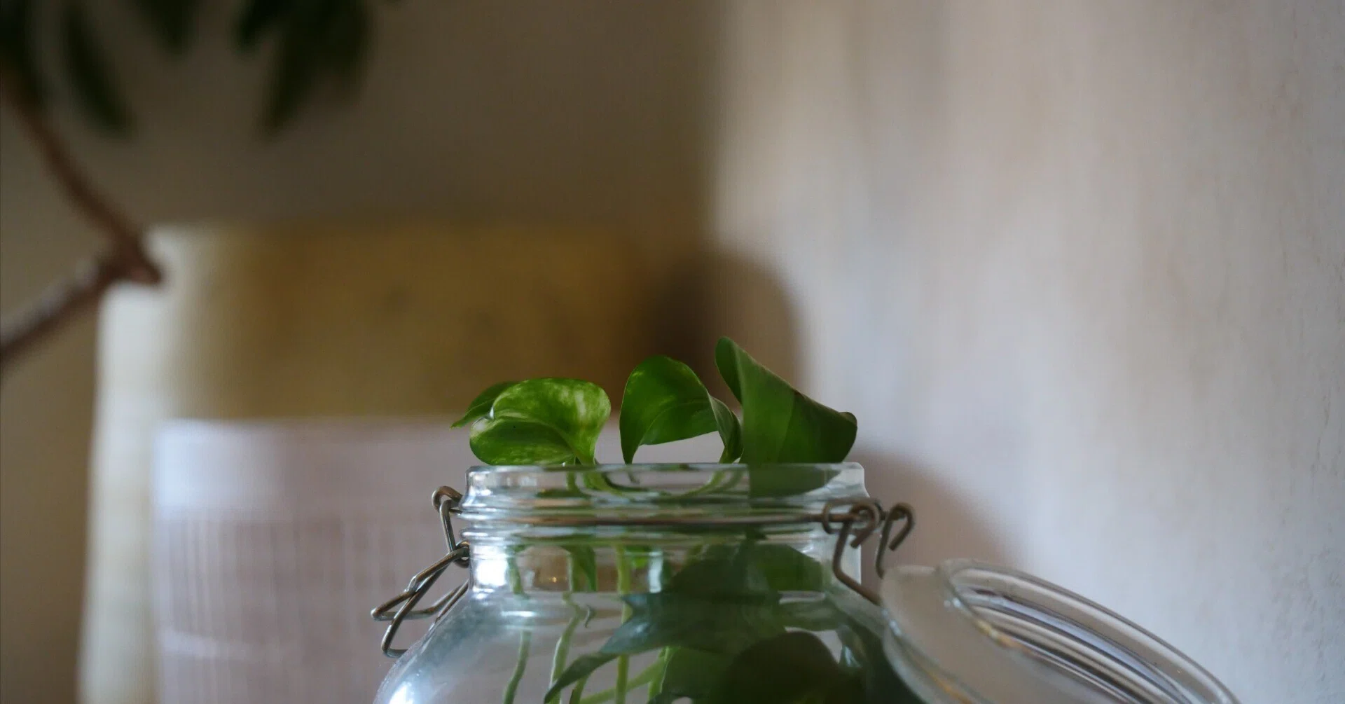 1年放置したガラス瓶入りの植物。ついにフタを開けてみた｜note ワタナベ