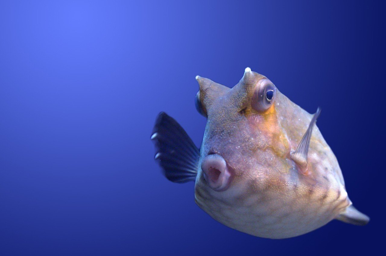 0215 ハコフグ好きとしては気になる さかなクン 登院 のはら Note