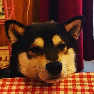 しば犬のお金デザイナー