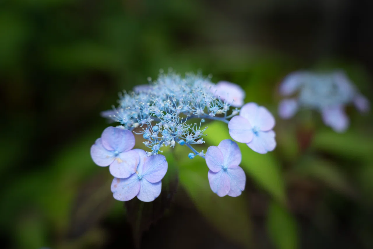 雨の日と紫陽花は本当によく似合う。｜non𓂃𓃱𓈒𓏸