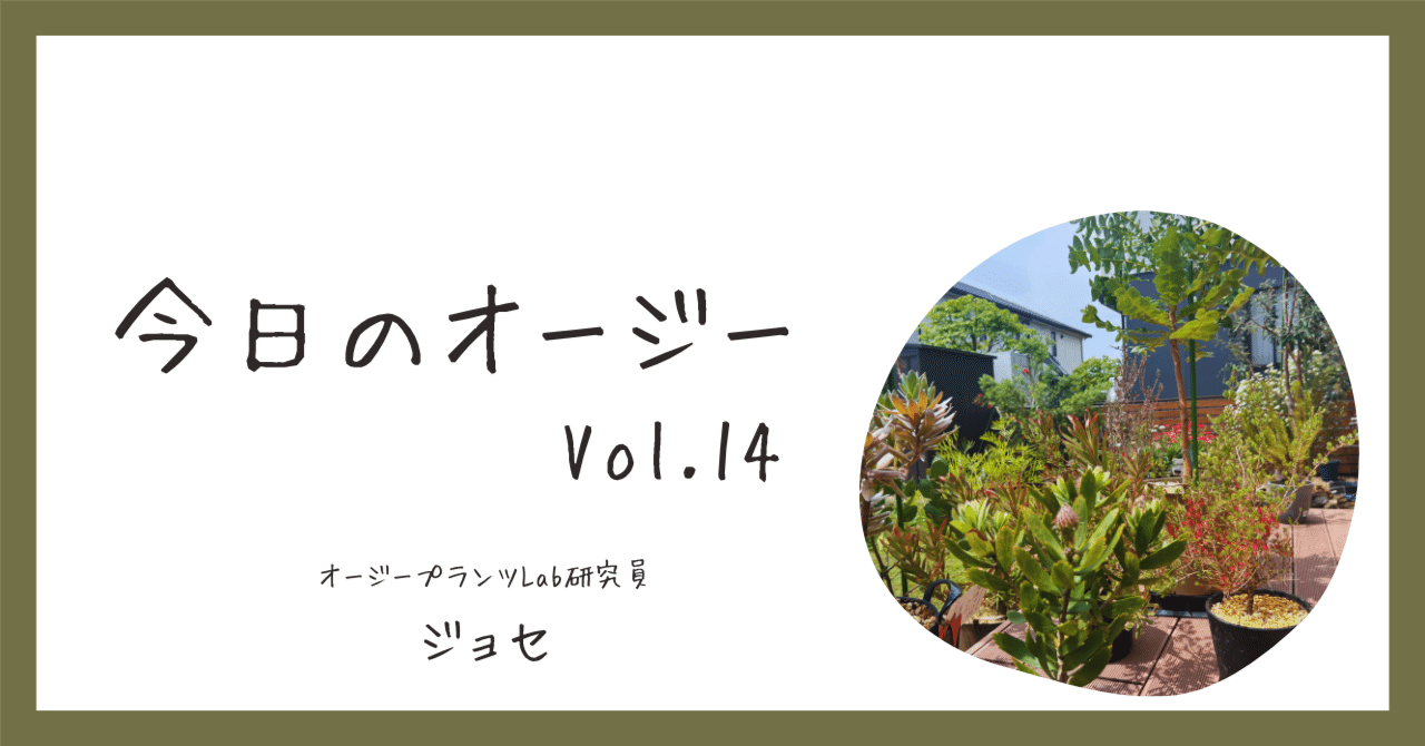 今日のオージー｜美しすぎるグレビレア・ピンクサプライズ｜ジョセ