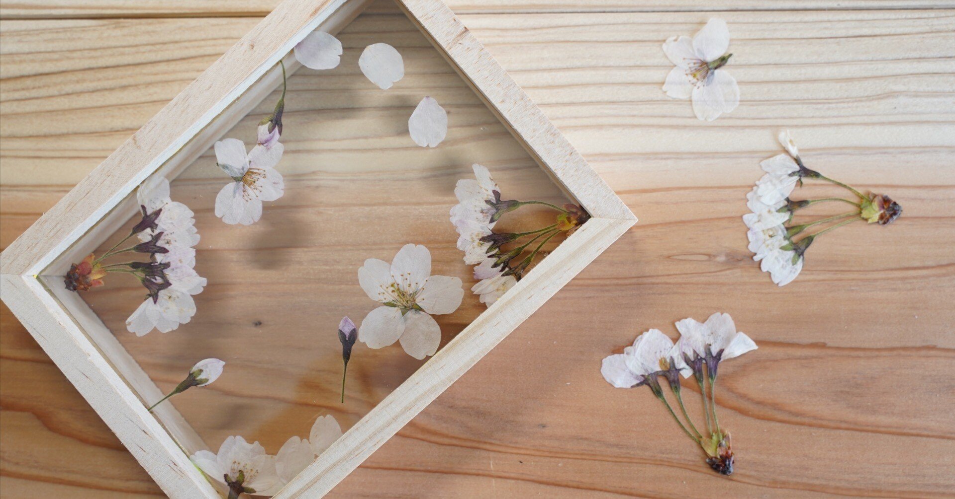 桜の押し花の作り方】100均の写真立てを使ったディスプレイの