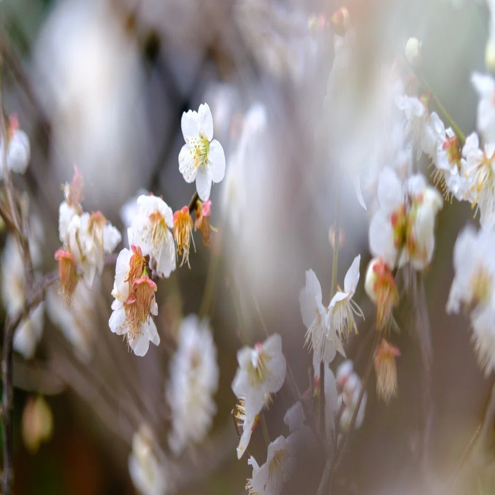 HarQの使えばわかる】TTArtisan AF 56mm F1.8 ED × FUJIFILM X-T4