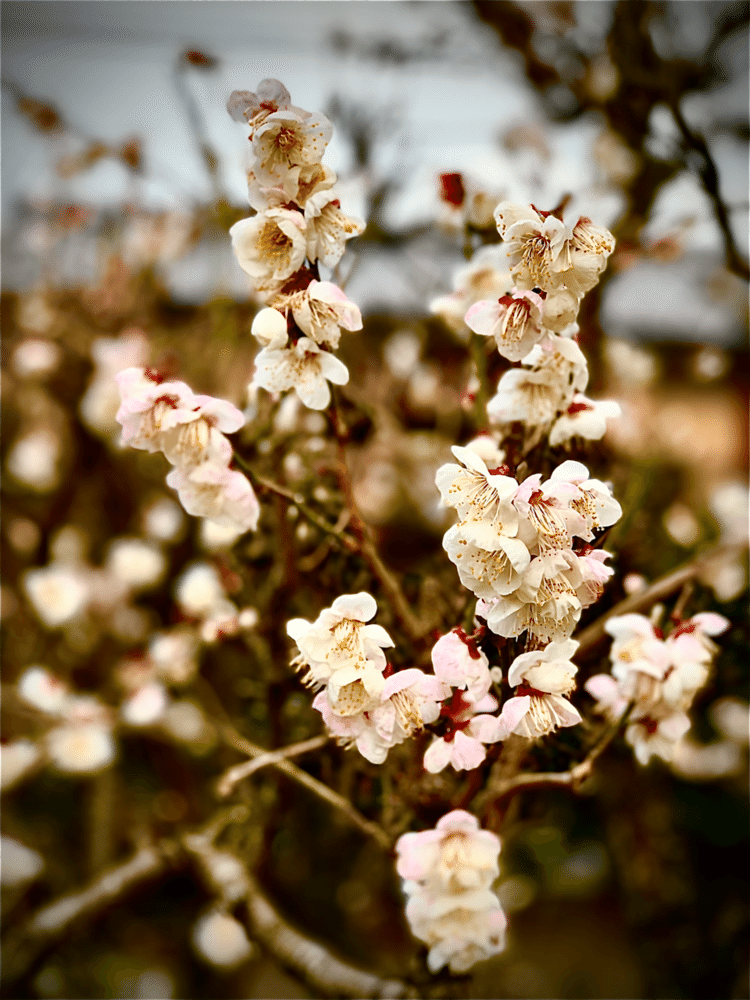 #写真
#今治