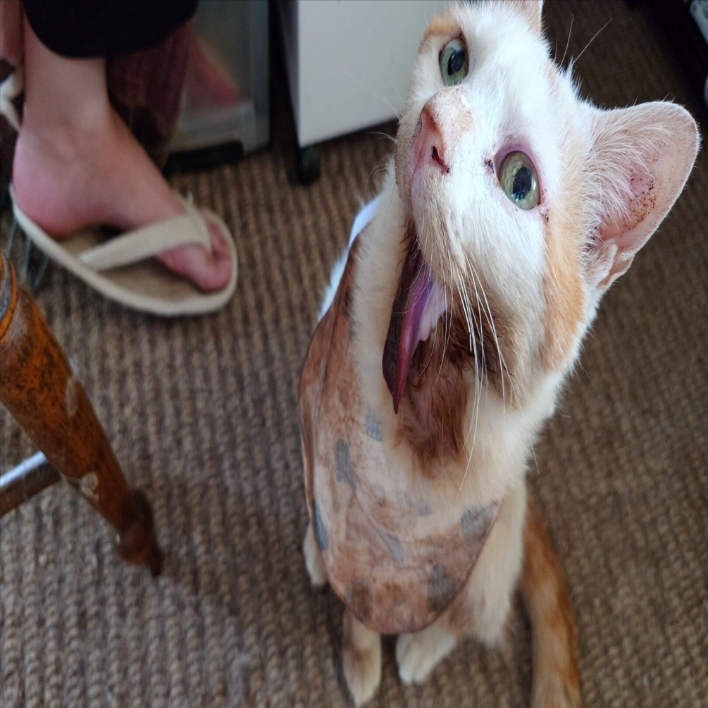 毛づくろいの進化|猫の扁平上皮癌 寛解編｜逢蒼和希