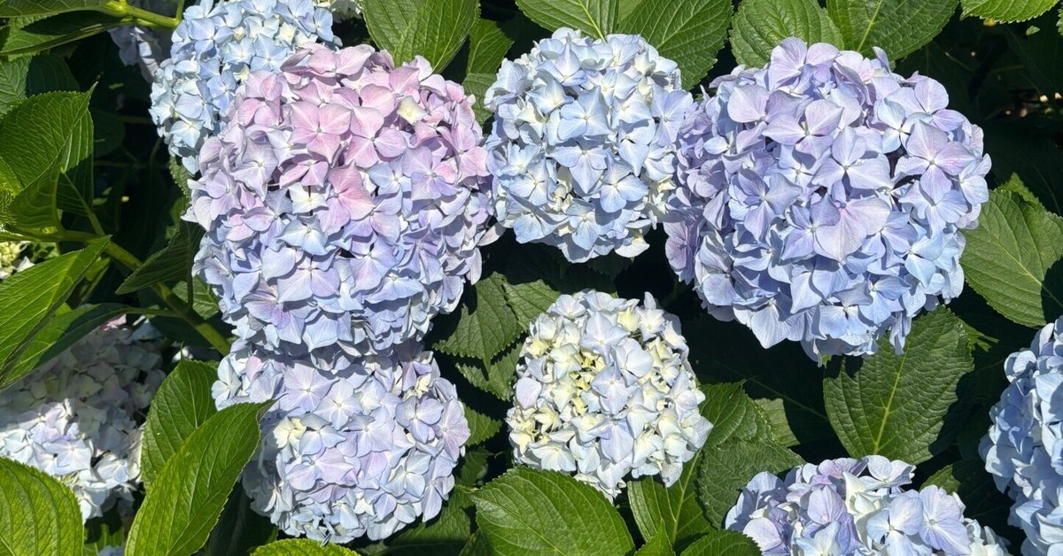 紫陽花のおまじない｜miyuki_oku