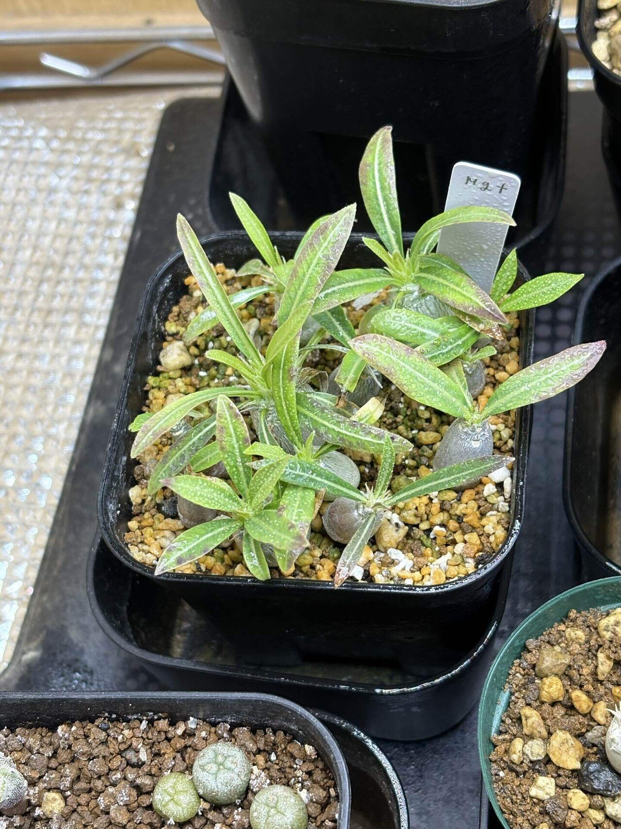 ラスト1株！　実生7年　パキポディウム　グラ大黒　グラキリス×恵比寿大黒　交配種 Amazon｜コーデックス：パキポディウム グラキリス×恵比寿大黒 実生*S