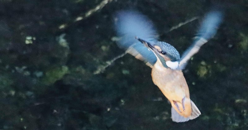 幼鳥たちが飛び立った