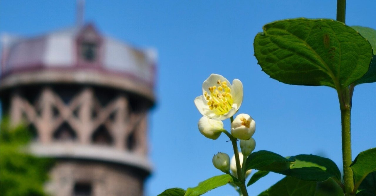 百合の花 中村農園の百合フェスタ② 高知市