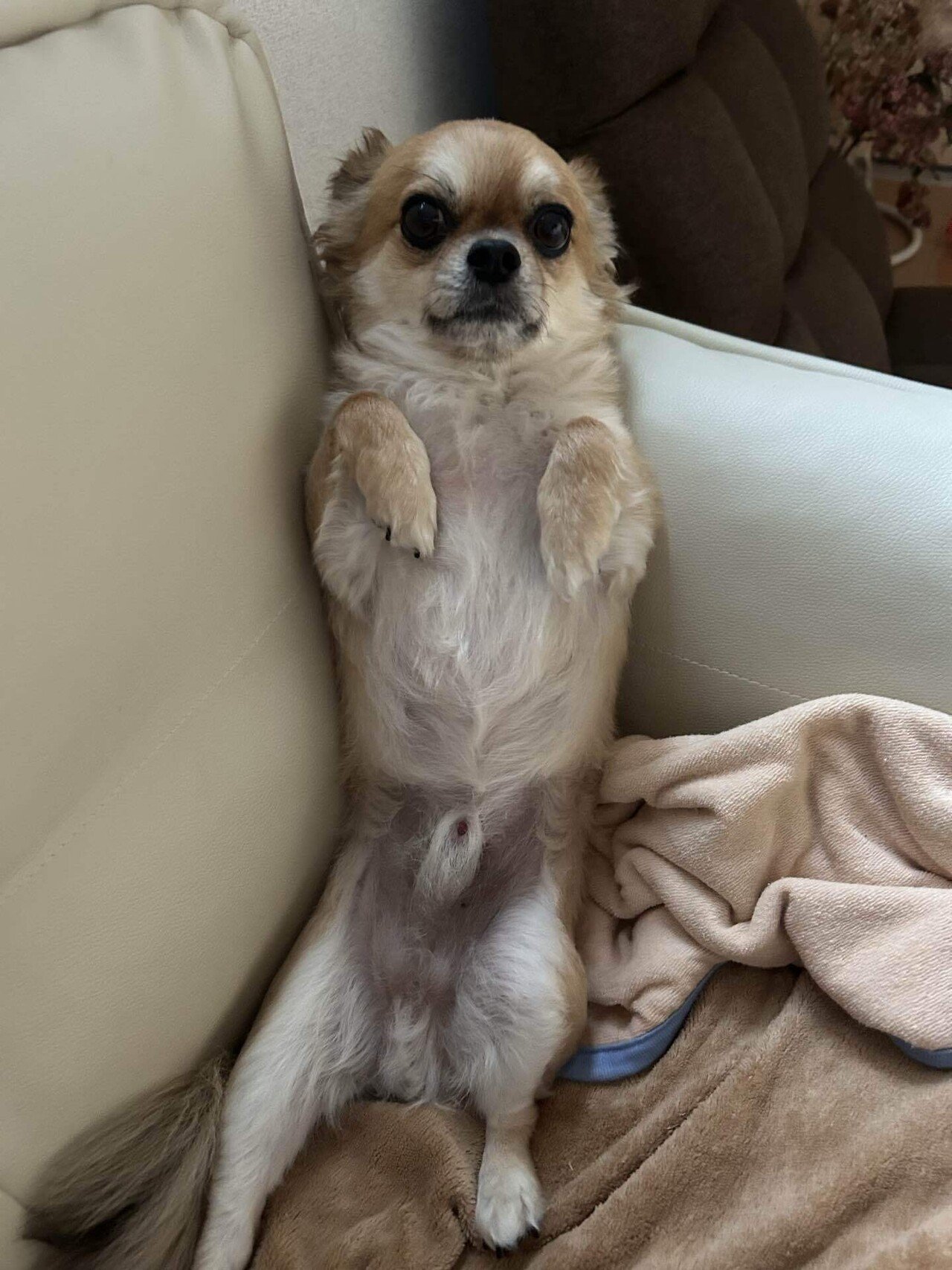 参りました…もぐの完全降伏のポーズが可愛すぎた件。」｜3匹の愛犬と