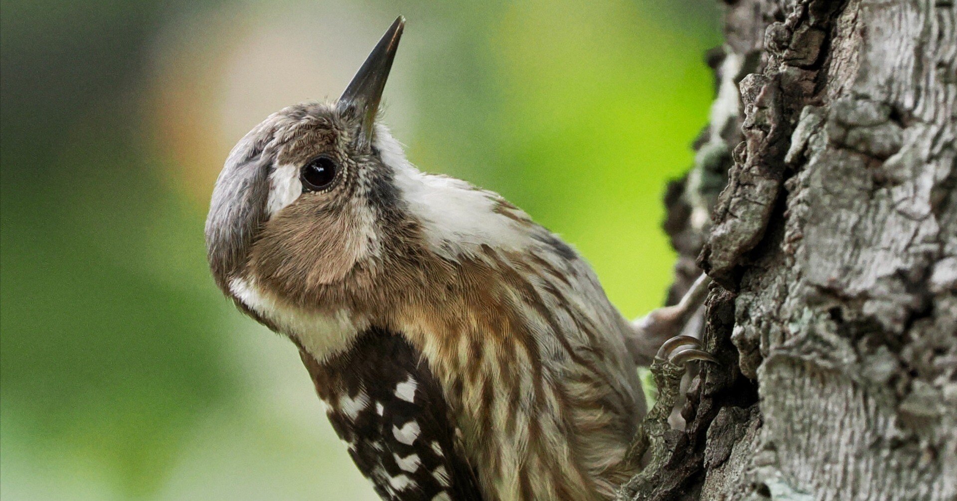 コゲラの安定の可愛さに癒された野鳥撮影in大阪（OM SYSTEM OM-1 Mark