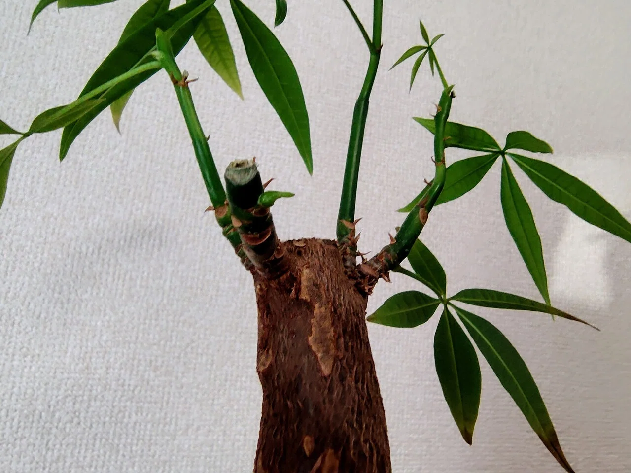 約3週間前にカット ️したパキラさん、成長点から無事に新芽が出てきました。さて、これからどんな樹形になるのか、していくのか、盆栽のような楽しみ ...