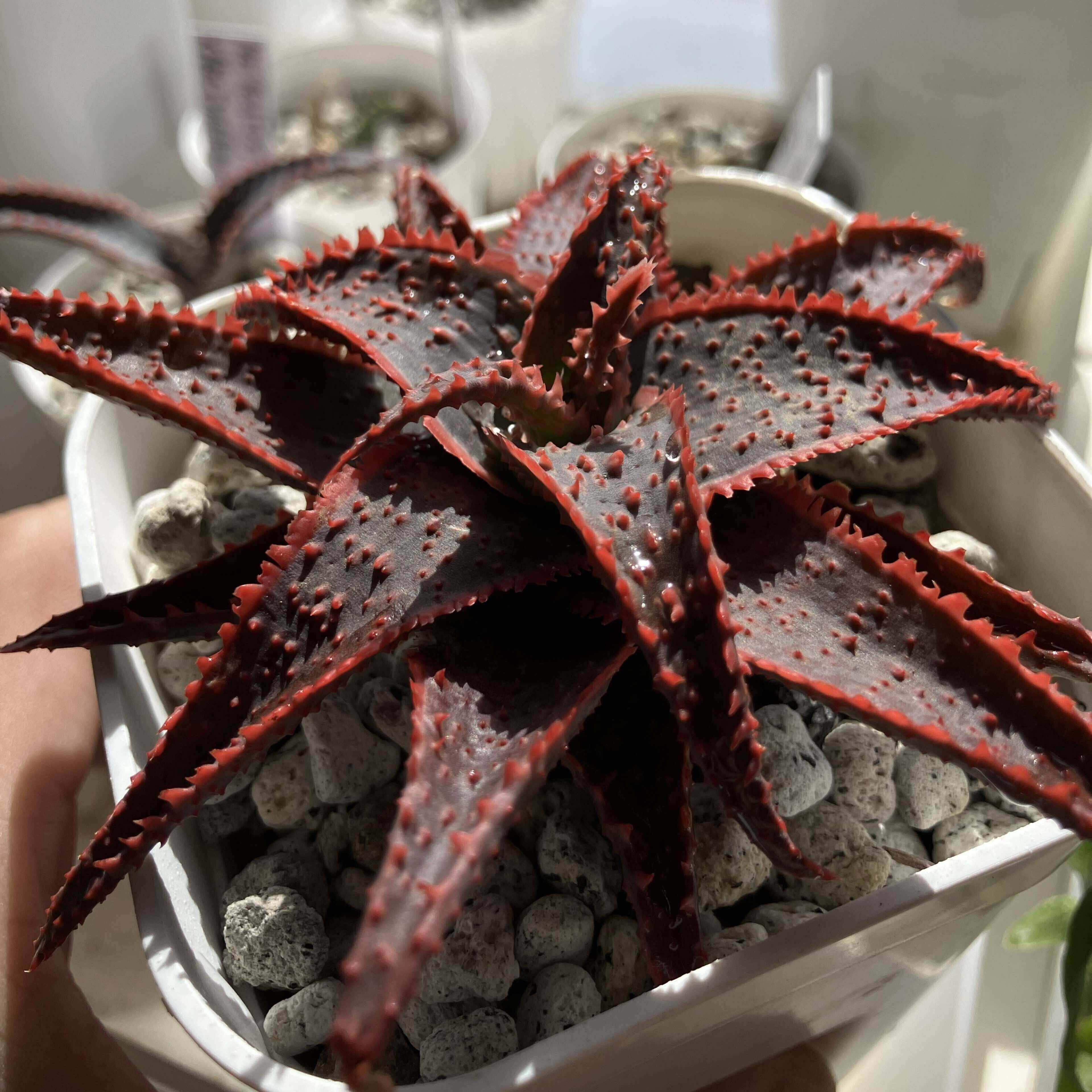 Aloe 'Tempura'｜タイ発の美麗アロエ交配種 その魅力と育て方ガイド