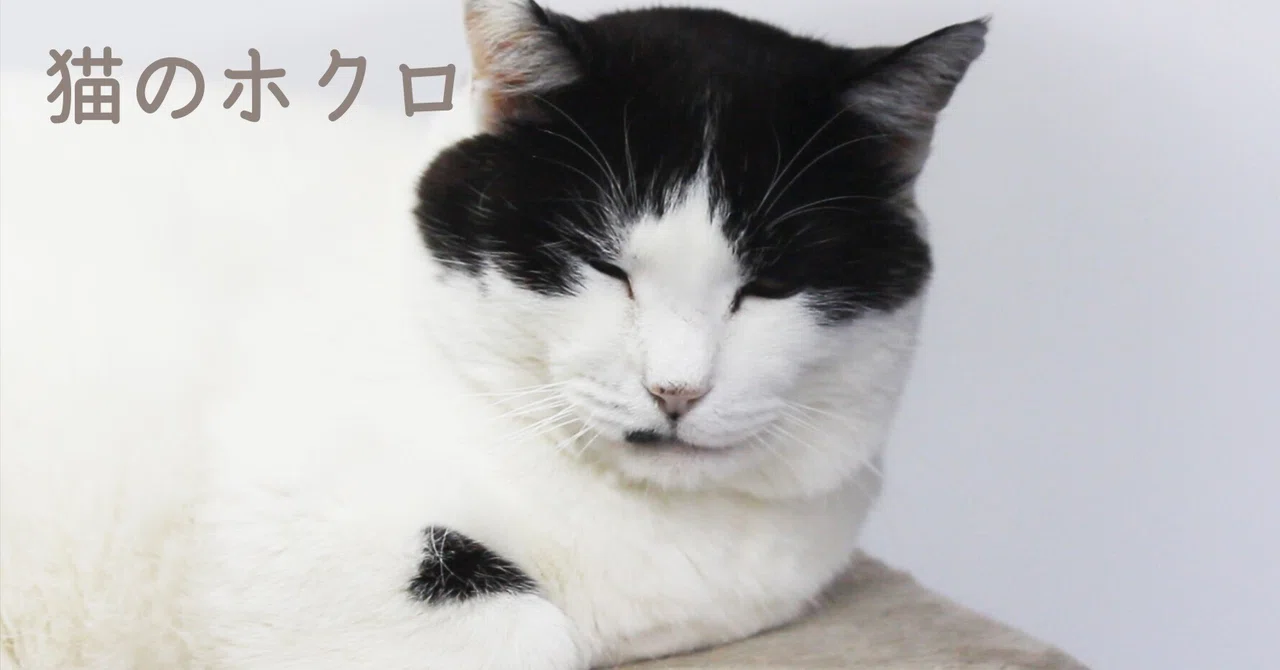 猫のホクロ|猫のホクロ