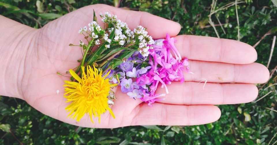 道草小噺 花を食べる 野花編 ナズナ すみれ ホトケノザ オオイヌノフグリ たんぽぽ 菜花 椿 木下実験室 Note