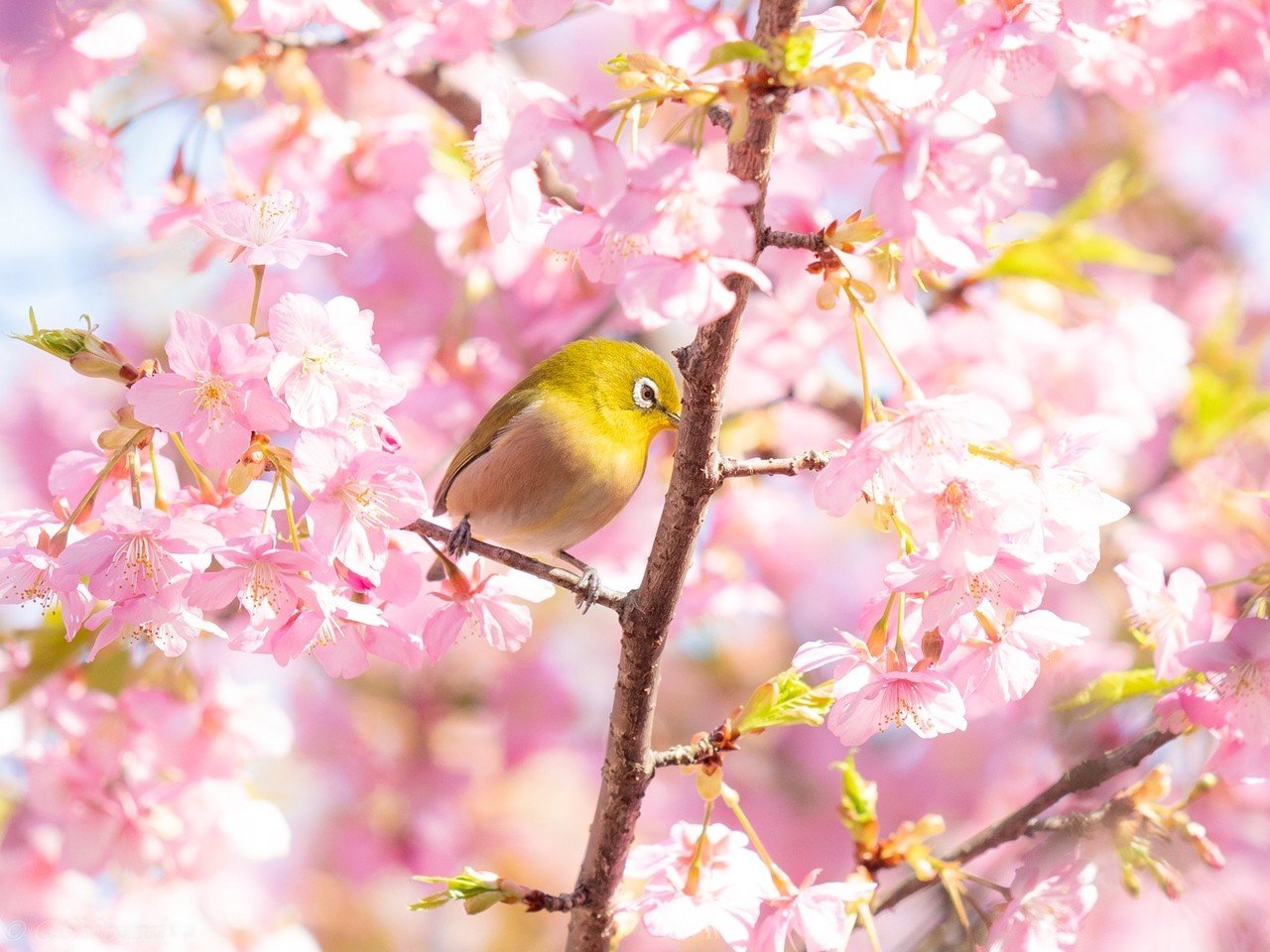 河津）桜×メジロ＝サクジロー｜芝宮ちかこ