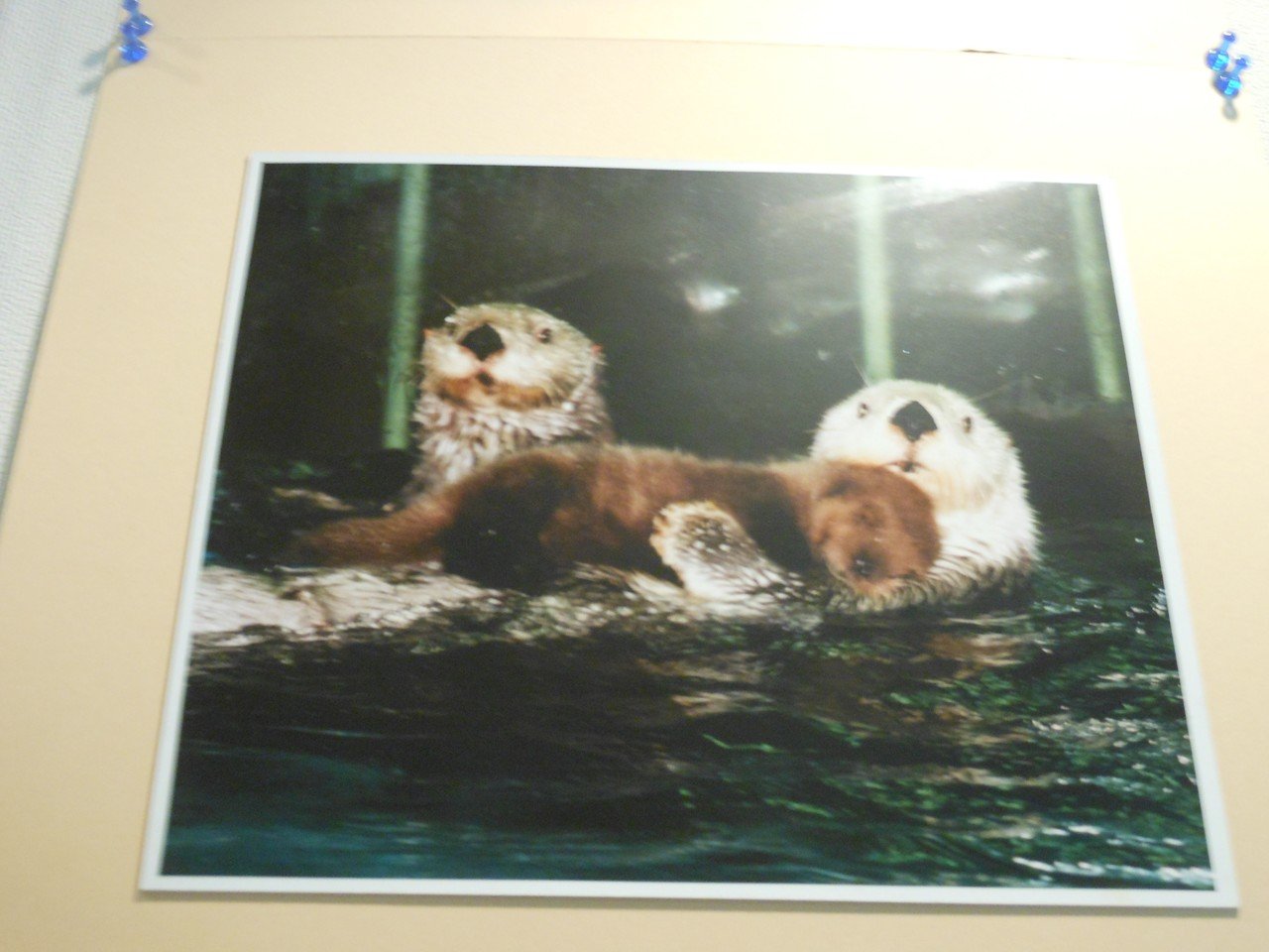 長崎水族館のラッコたち｜ロフタス