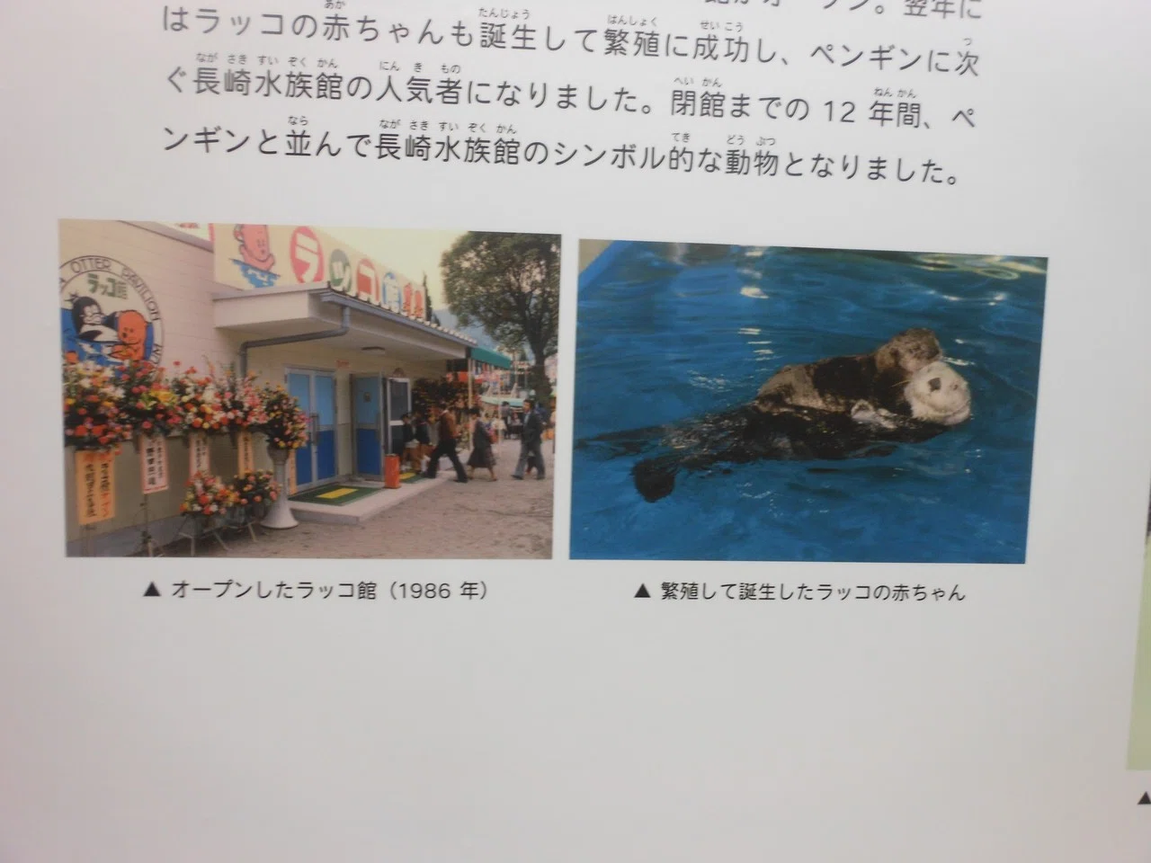 長崎水族館のラッコたち｜ロフタス