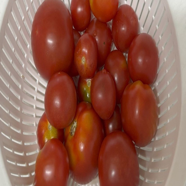 トマト大好き｜お砂糖をまぶして冷やすとフルーツ⁉｜Noco｜すまいるサプリ