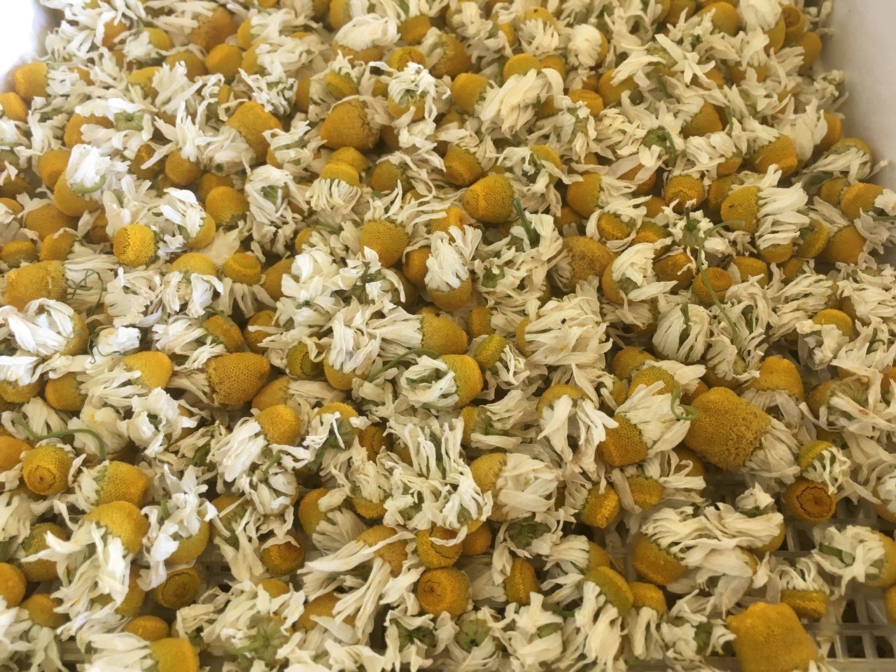 ハーブティーのお話 その3 ドライハーブ 那須高原herb S 浜津伸生 Hamatsu Nobuo Note ハーブティーのお話 その3 ドライハーブ 那須高原herb S 浜津伸生 Hamatsu Nobuo Note