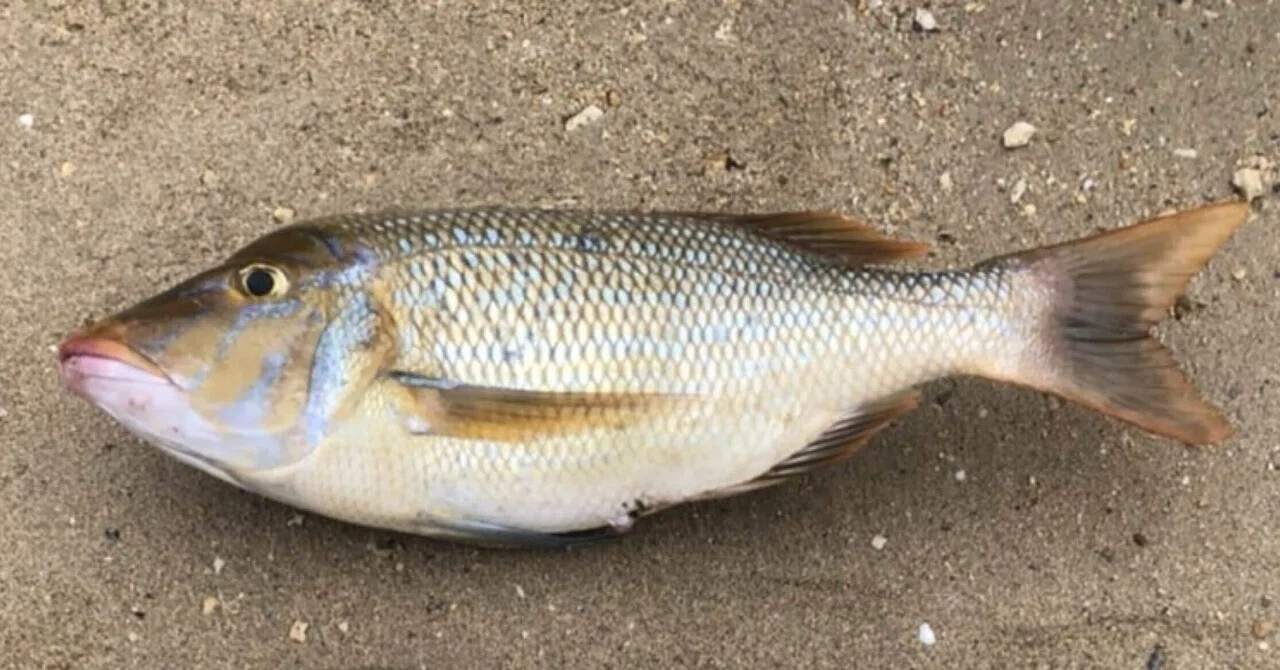 沖縄釣りスポット】古宇利島ハートロック近くの静かな釣りスポット 