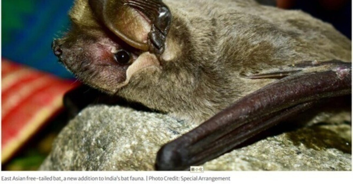 新種コウモリ、ヒマラヤで発見──インドとパキスタンをまたぐ