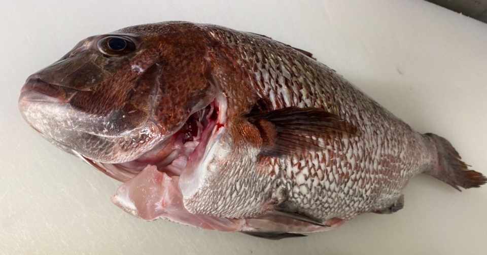 魚のさばき方 基本の3枚下ろし おまけで鯛の味噌焼きのレシピ