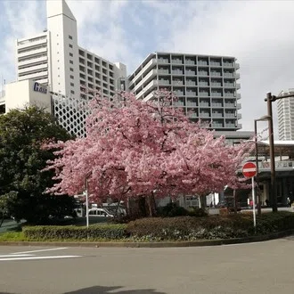 石野夏実