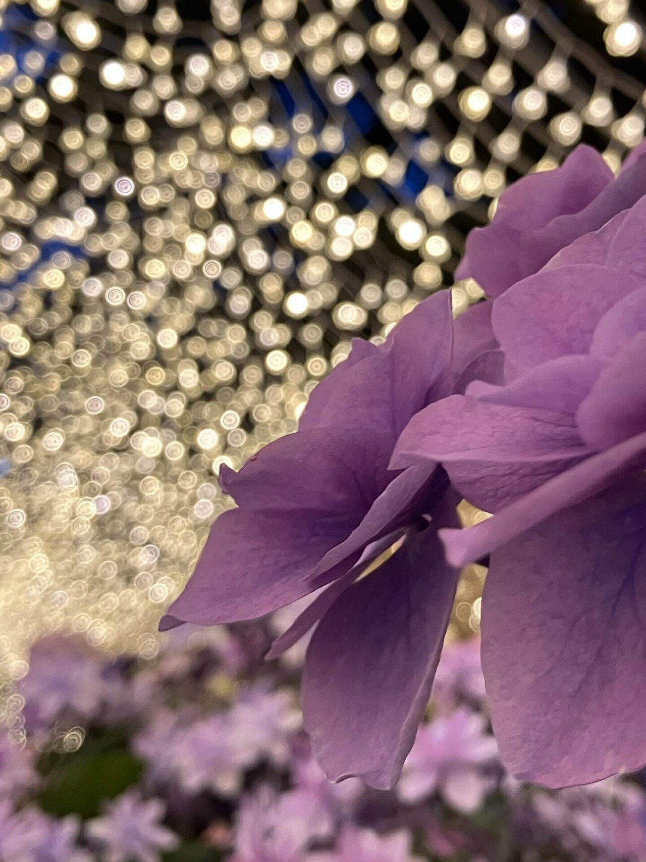 朝凪の泡沫紫陽花 紫陽花 『水凪鳥 -ミズナギドリ-』 | すべての商品 | | Junk