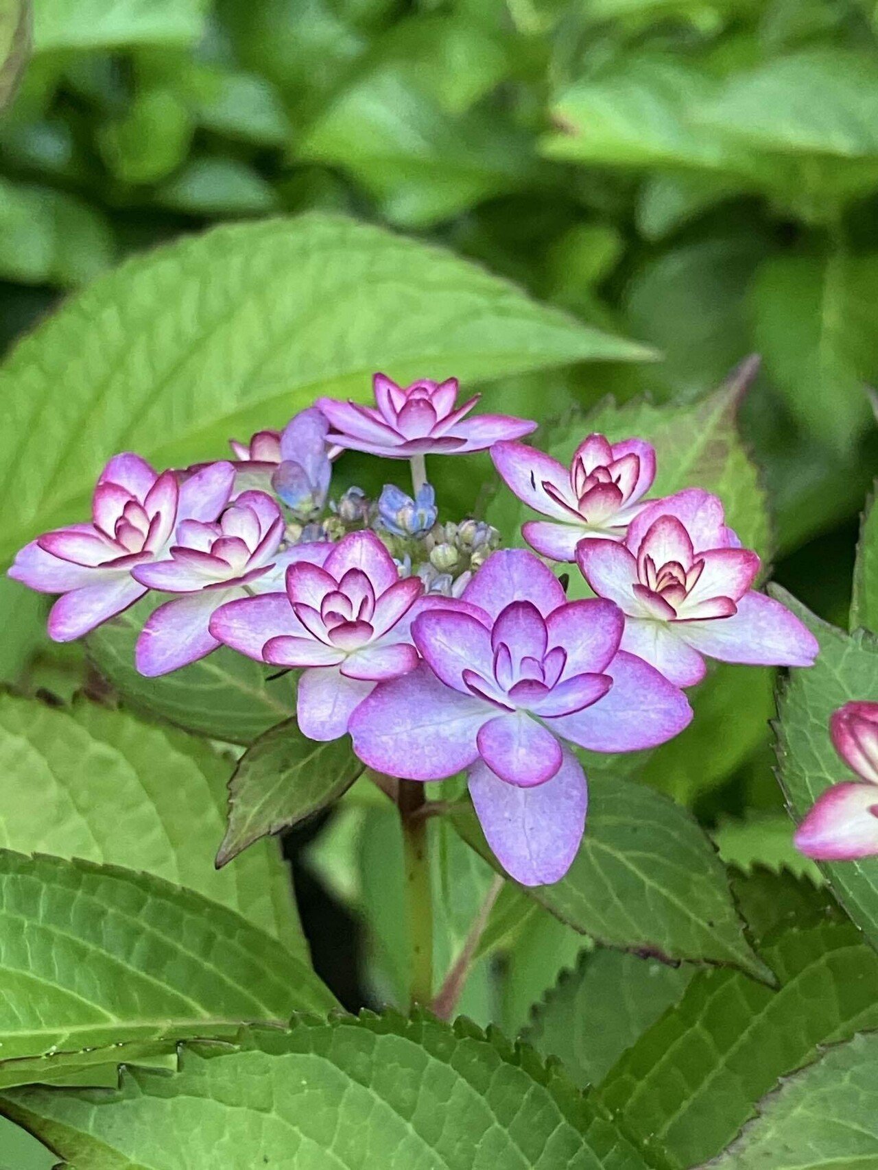 朝凪の泡沫紫陽花 紫陽花 2025 Ⅱ｜＊sora＊