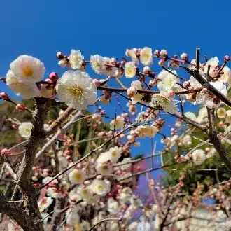 おちょか日和