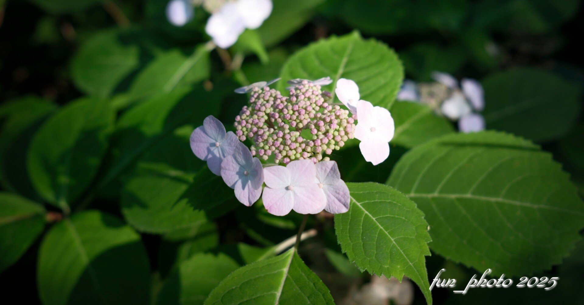 X-T5 XF23mmF2 R WR GALLERY 紫陽花｜fun_photo