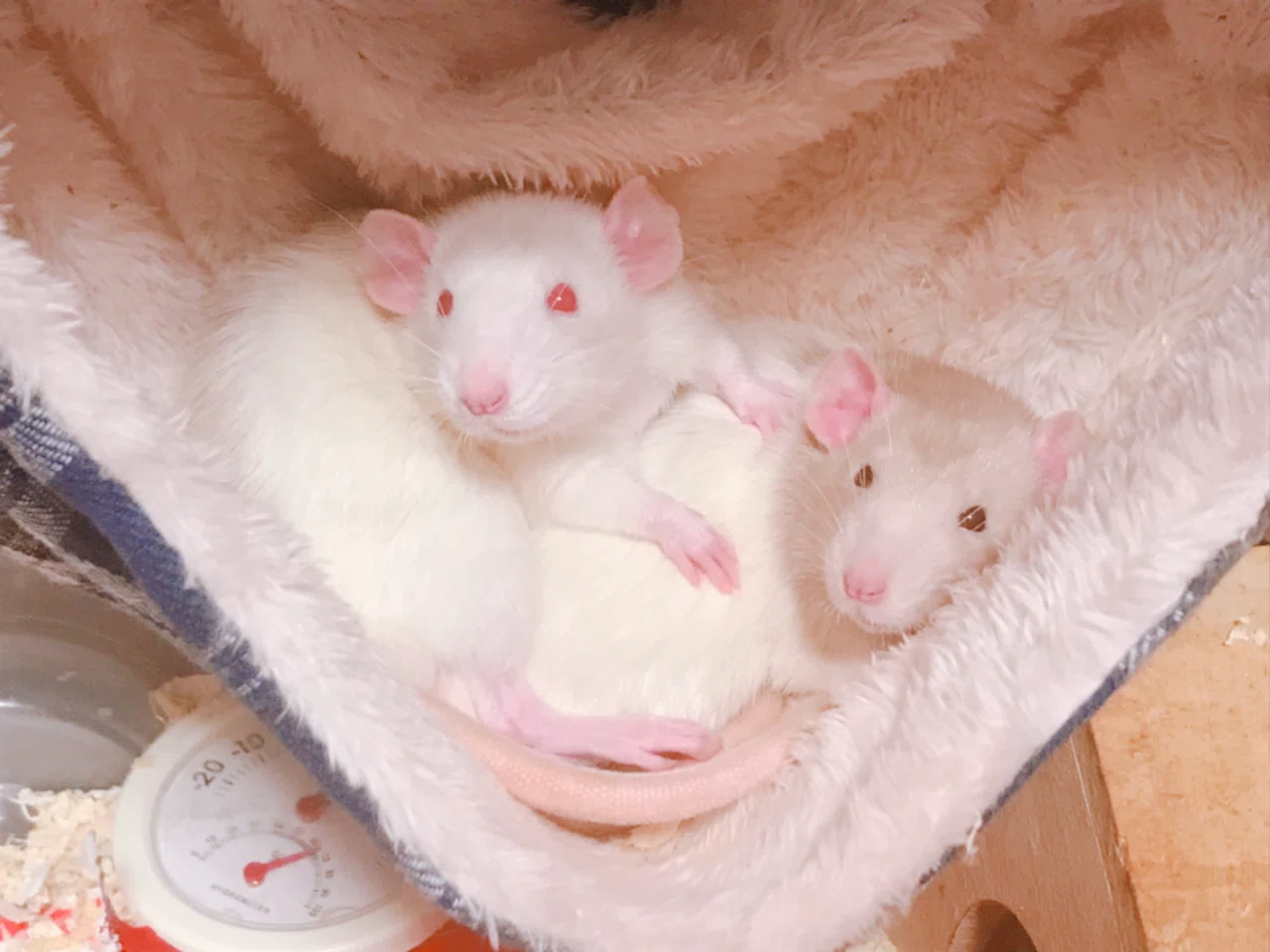 大きい ネズミ ペット
