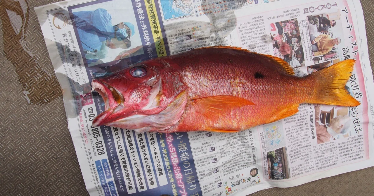 シガテラ毒魚 イッテンフエダイ|いぞらど