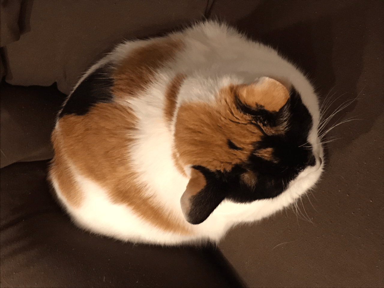 読書 川柳 ウメハラが決めた シムラ Note