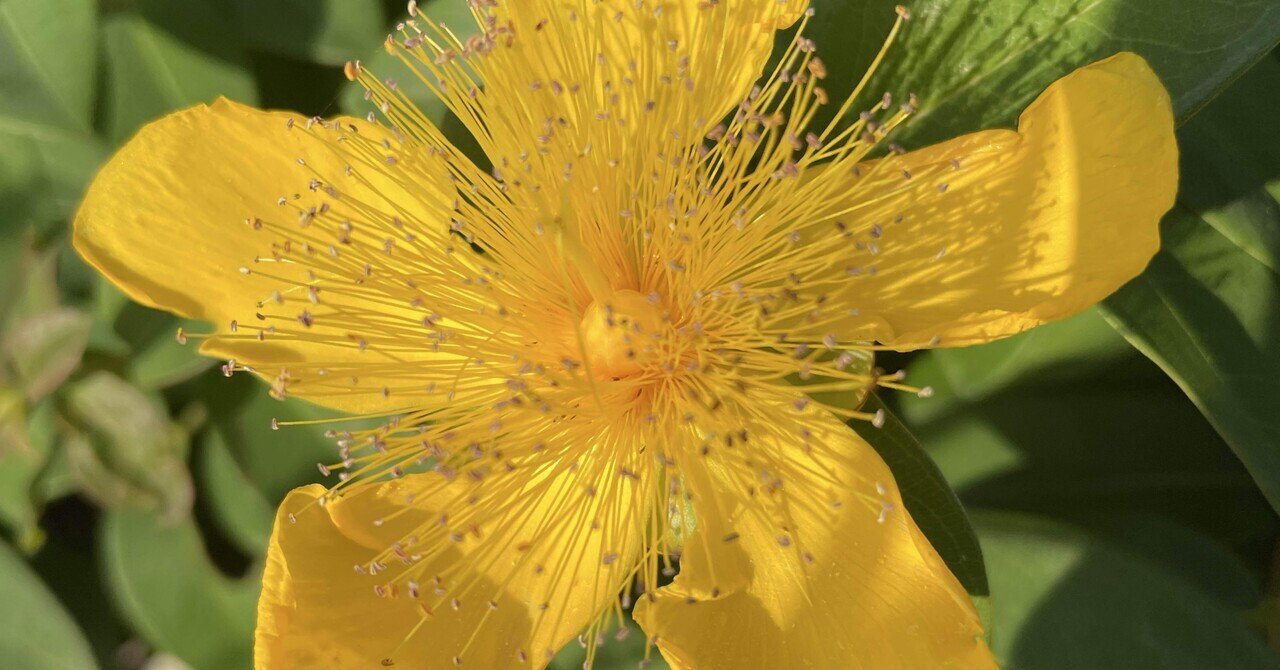 思い違いも花肌しい 「秘すれば花なり秘せずは花なるべからず