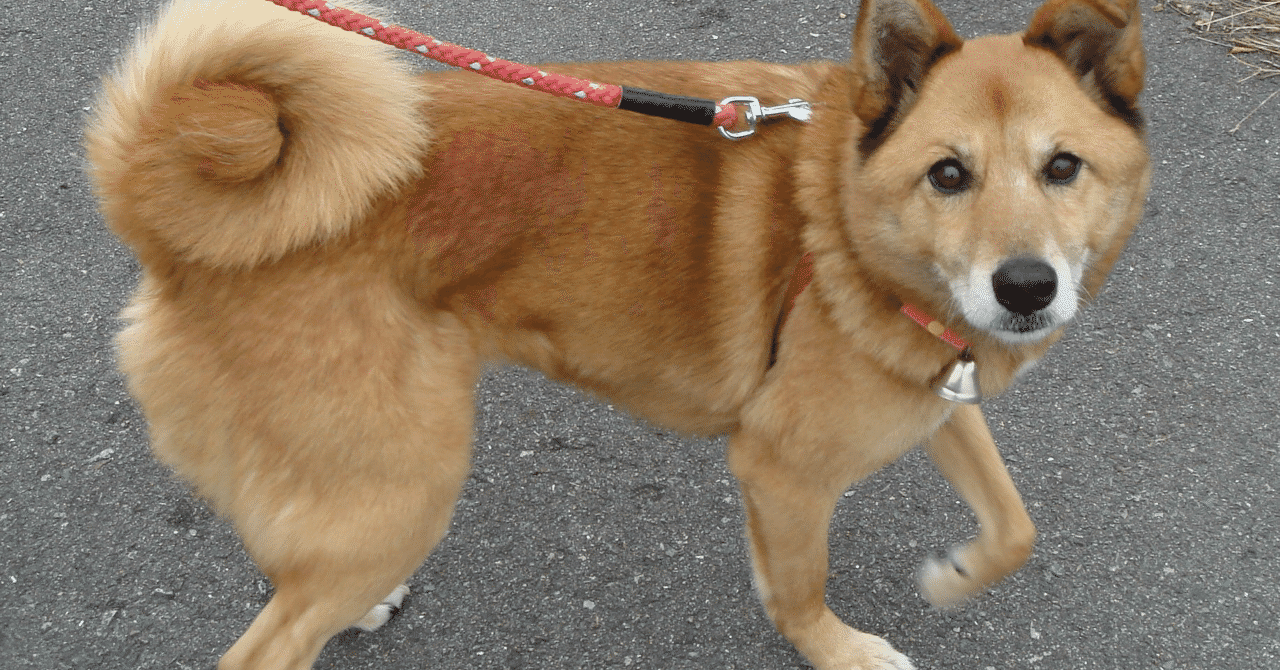 ミックス犬 の急上昇タグ記事一覧 Note つくる つながる とどける