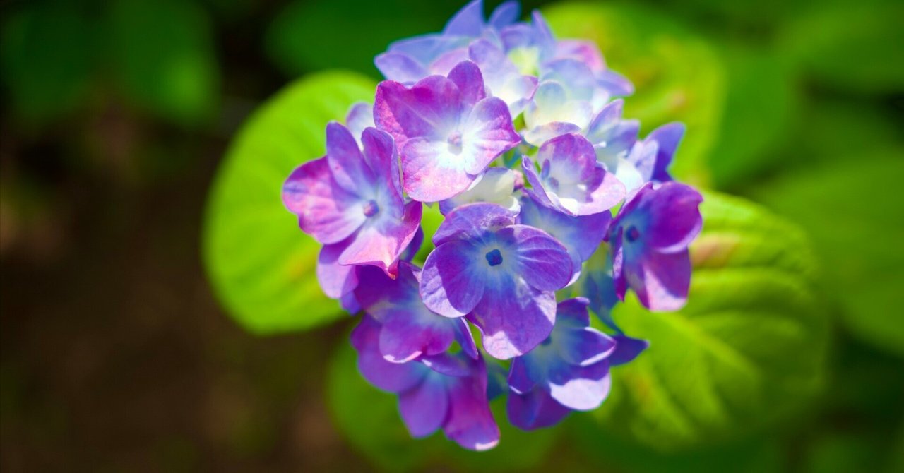 紫陽花( 2022年作) 今年も紫陽花の季節がやってきました | お茶びより