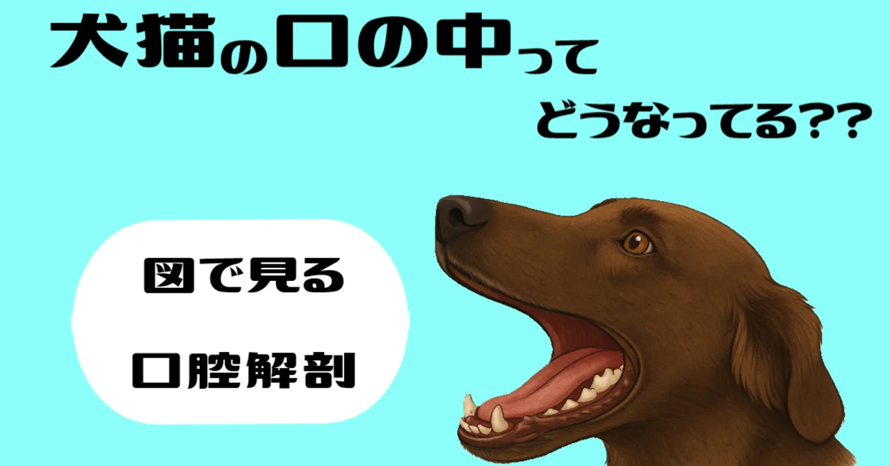 犬猫の歯の基本②：口の中ってどうなってる？図で見る口腔解剖｜Vet Drま