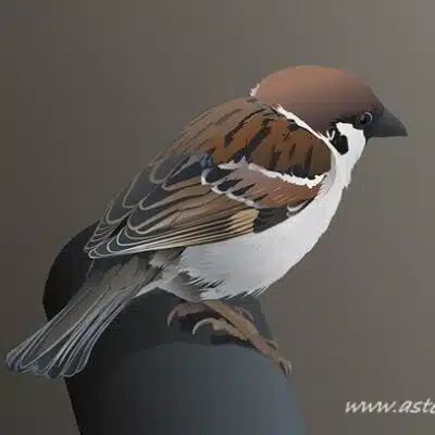 namo