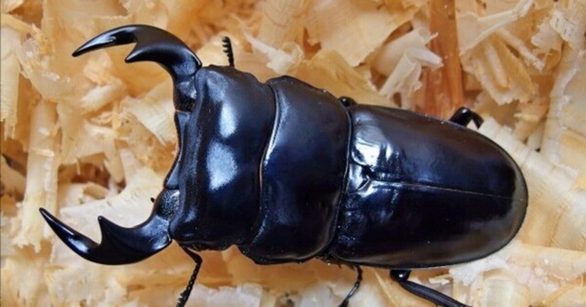 マレーアンタエウス  77.0㎜ 　ラベル付  標本 アンタエウスオオクワガタ アンタエウスオオクワガタ（マレーアンタエウス）成虫ペア