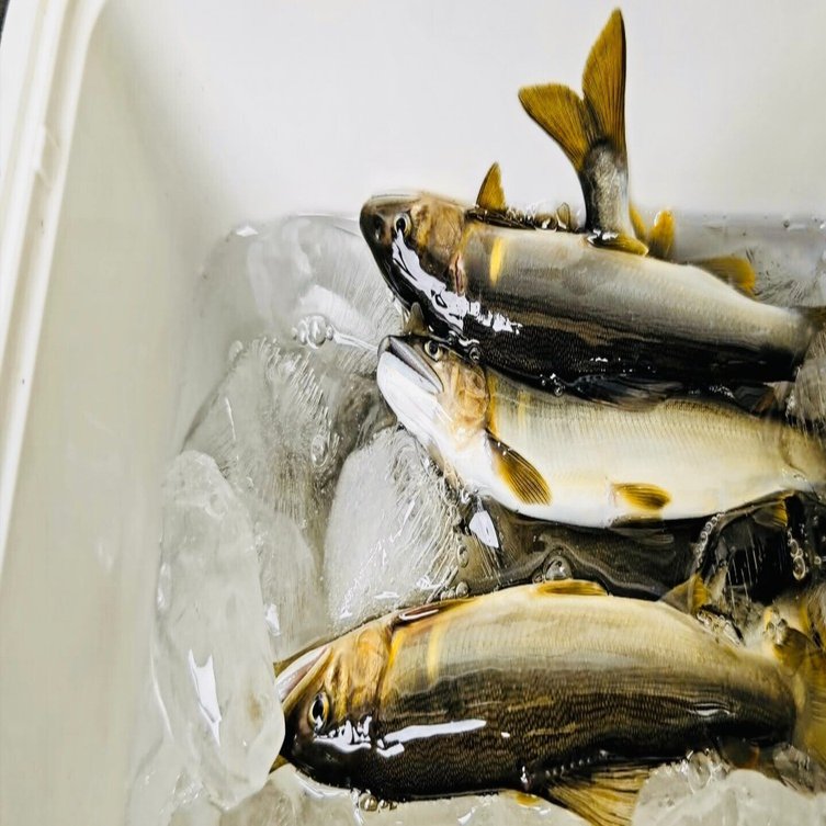 本日は、佐久間町浦川 大千瀬川 の鮎友釣り解禁日！｜浜松市佐久間町の