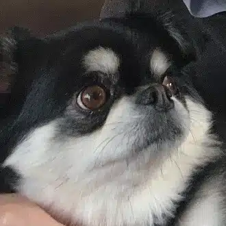 おーちゃん